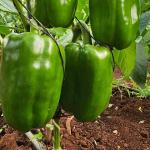 Open fields and contract farming