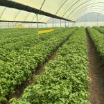 Greenhouse Management